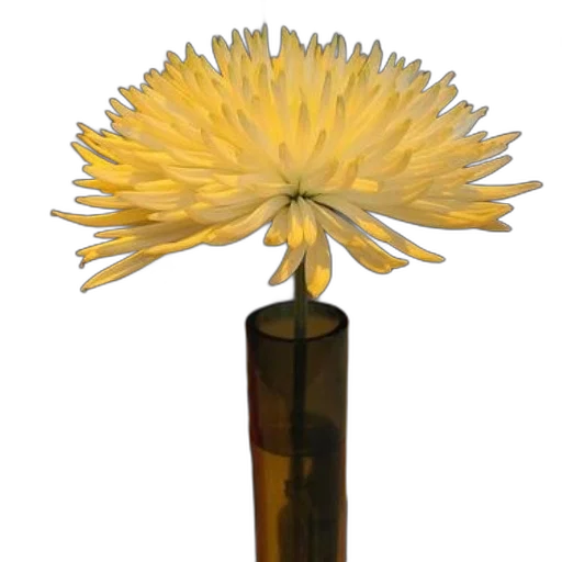 flower, staff, crown, umbrella transparent PNG cut-out