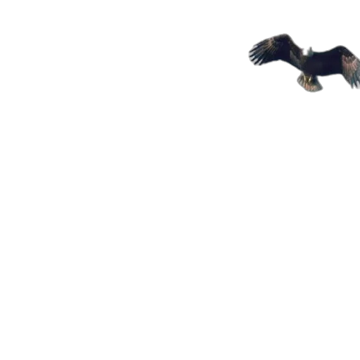 animal, dragon, creature, shoes transparent PNG cut-out