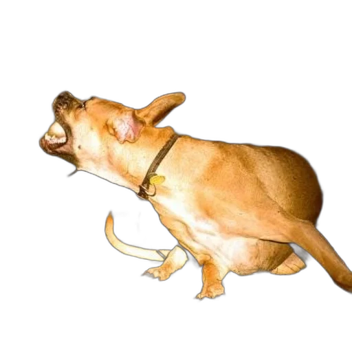 animal, staff, jewelry, creature transparent PNG cut-out