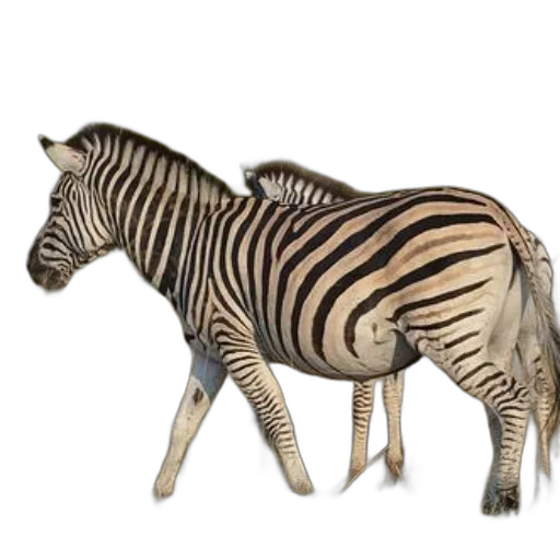animal, creature, jewelry, furniture transparent PNG cut-out
