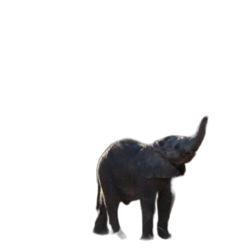 animal, creature, staff, hat transparent PNG cut-out