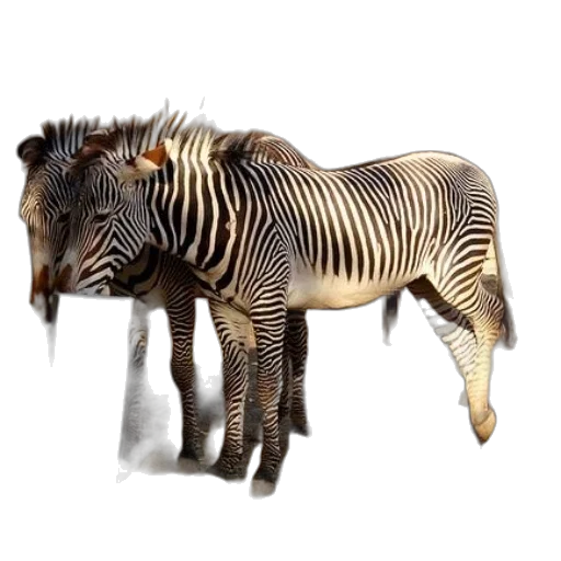 animal, creature, jewelry, furniture transparent PNG cut-out
