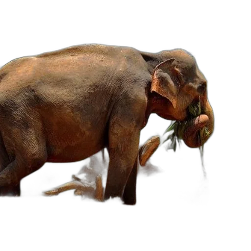 animal, creature, food, staff transparent PNG cut-out