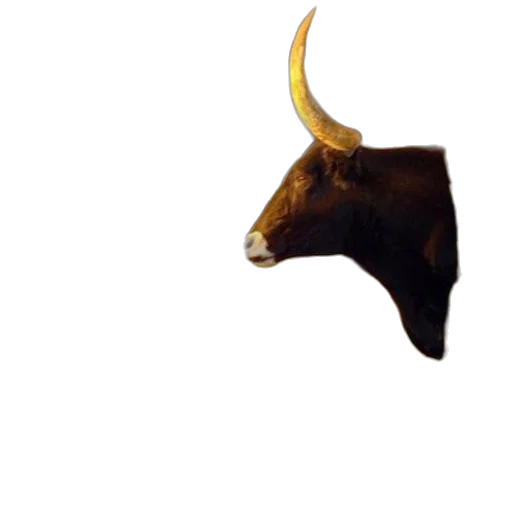 animal, mask, staff, crown transparent PNG cut-out
