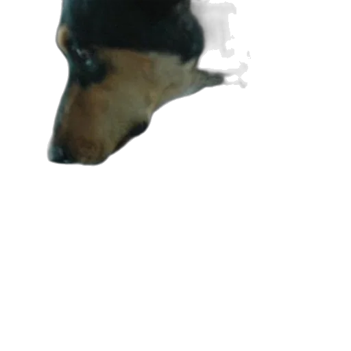 animal, face, creature, mask transparent PNG cut-out