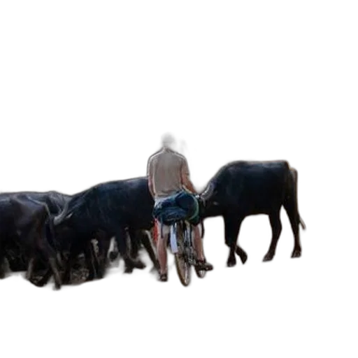 animal, weapon, food, creature transparent PNG cut-out