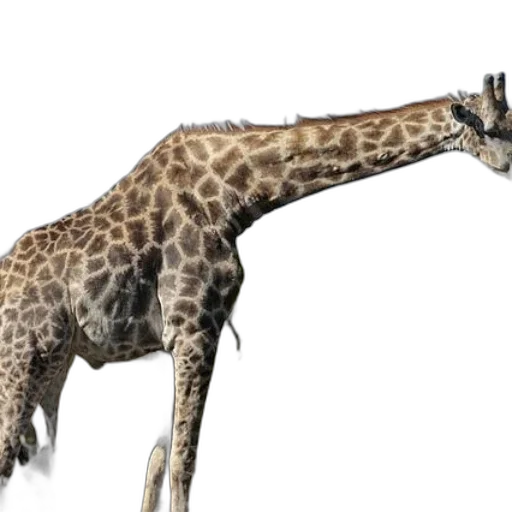 animal, creature, staff, weapon transparent PNG cut-out