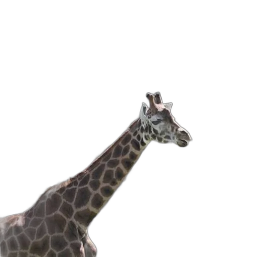 animal, creature, hat, staff transparent PNG cut-out
