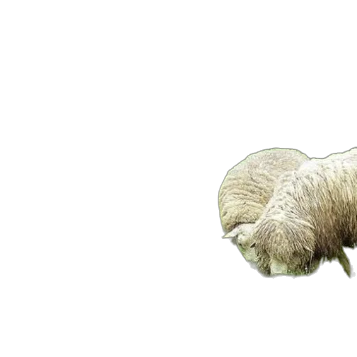 animal, hair, creature, food transparent PNG cut-out