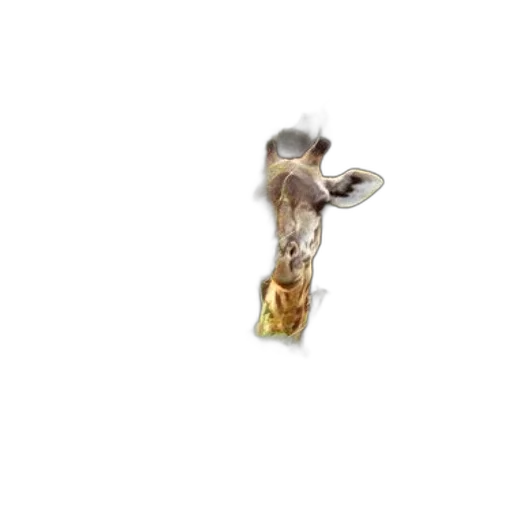 jewelry, hair, weapon, animal transparent PNG cut-out