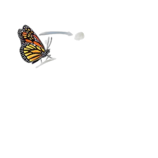 animal, jewelry, creature, flower transparent PNG cut-out