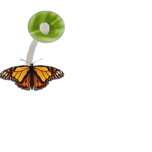 animal, jewelry, furniture, creature transparent PNG cut-out