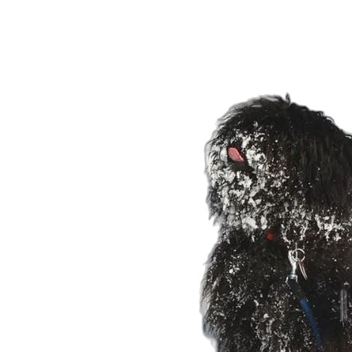 animal, creature, hair, jacket transparent PNG cut-out