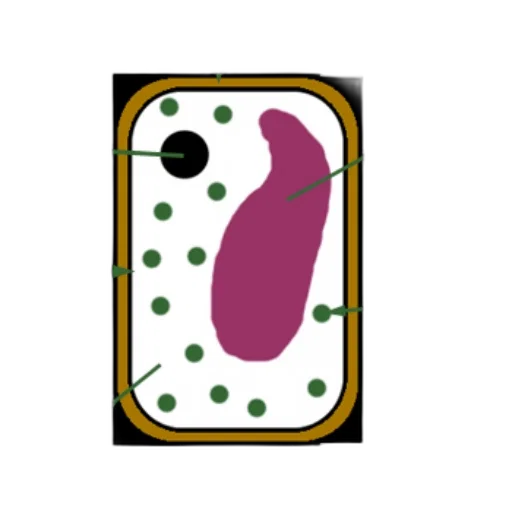 animal, food, jewelry, creature transparent PNG cut-out