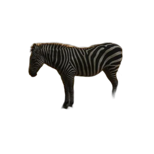 animal, furniture, creature, jewelry transparent PNG cut-out