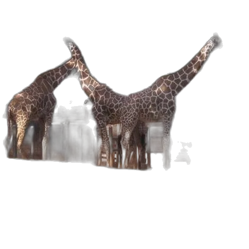 animal, furniture, crown, creature transparent PNG cut-out