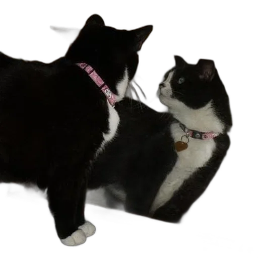 animal, jewelry, furniture, staff transparent PNG cut-out