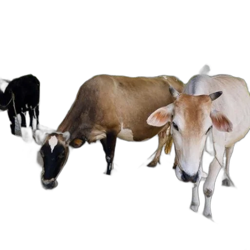 animal, jewelry, food, staff transparent PNG cut-out
