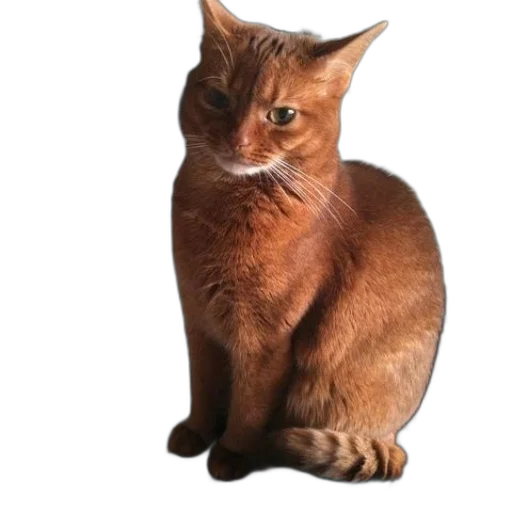 animal, staff, creature, face transparent PNG cut-out