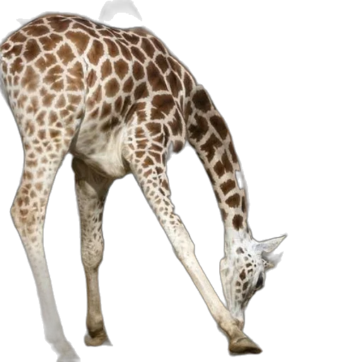 animal, creature, staff, weapon transparent PNG cut-out