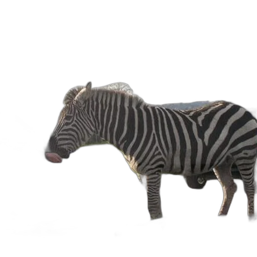 animal, creature, furniture, jewelry transparent PNG cut-out