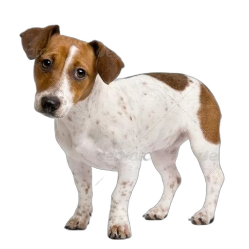 animal, staff, creature, face transparent PNG cut-out