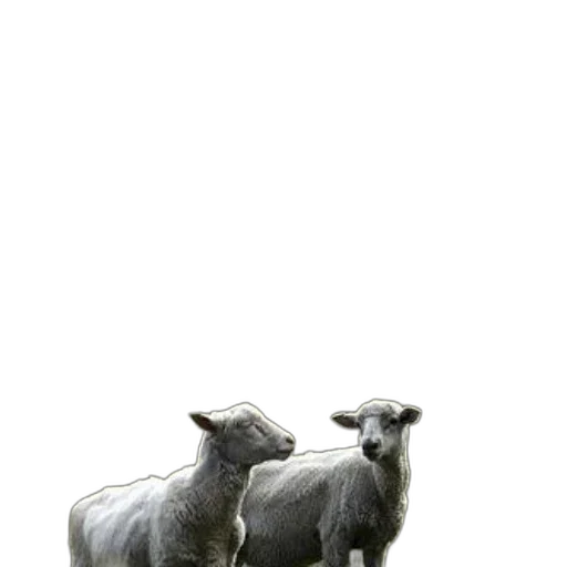 animal, creature, staff, furniture transparent PNG cut-out