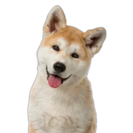 animal, staff, creature, face transparent PNG cut-out