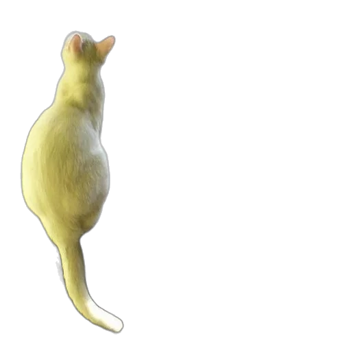 animal, creature, staff, food transparent PNG cut-out
