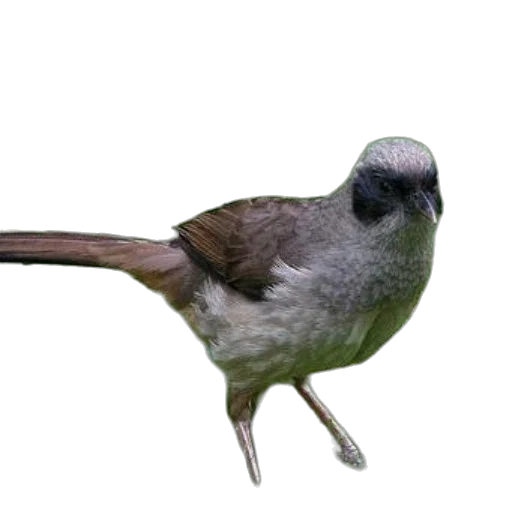 animal, staff, hat, creature transparent PNG cut-out