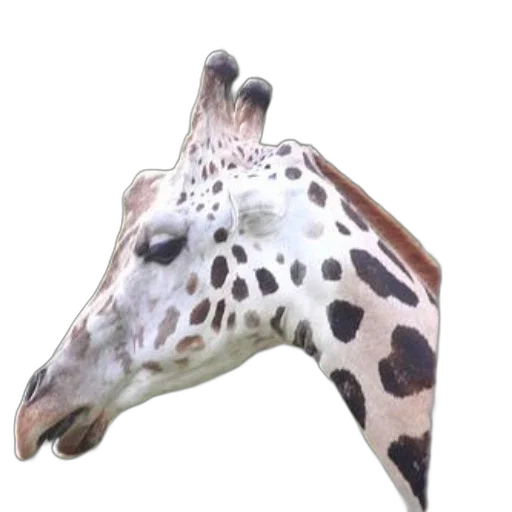 animal, mask, creature, staff transparent PNG cut-out