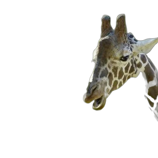 animal, creature, staff, 3d render transparent PNG cut-out