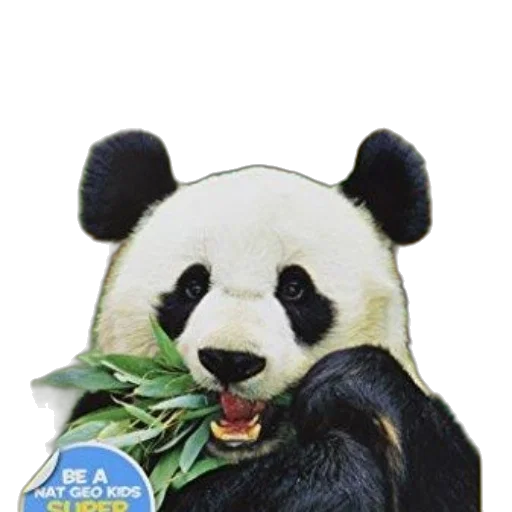 animal, food, photorealistic, book transparent PNG cut-out