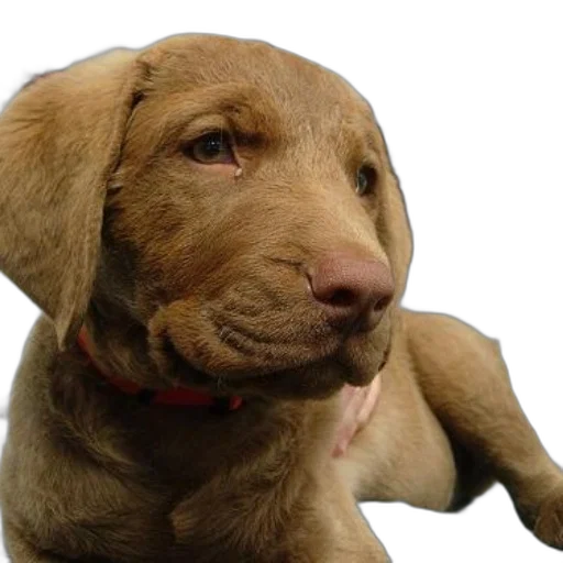 animal, creature, face, staff transparent PNG cut-out