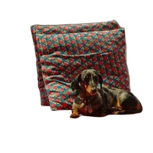 furniture, animal, dachshund, sits transparent PNG cut-out