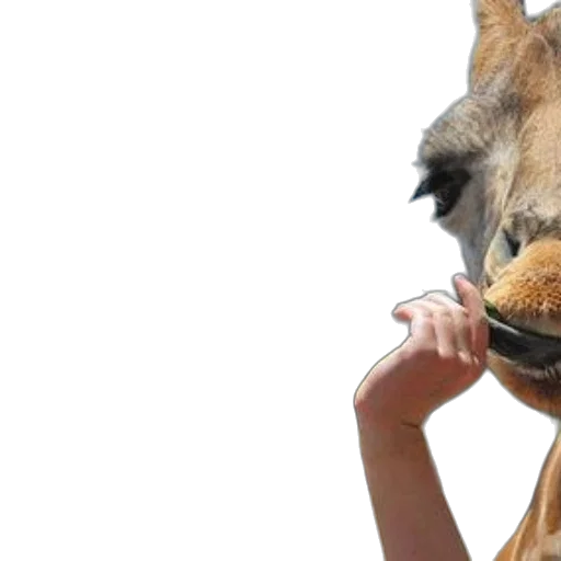animal, mask, staff, creature transparent PNG cut-out
