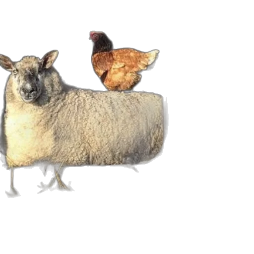 animal, food, photorealistic, concept art transparent PNG cut-out