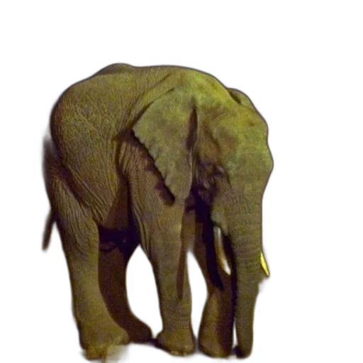animal, creature, staff, weapon transparent PNG cut-out