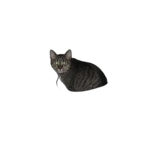 animal, creature, staff, hat transparent PNG cut-out