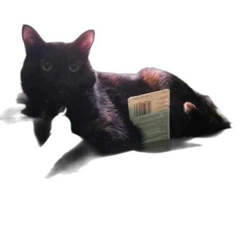 animal, creature, food, bottle transparent PNG cut-out
