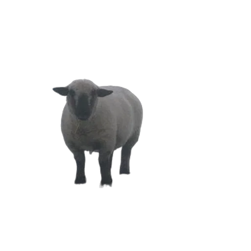 animal, creature, face, robot transparent PNG cut-out
