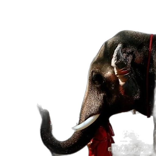 animal, concept art, photorealistic, red transparent PNG cut-out