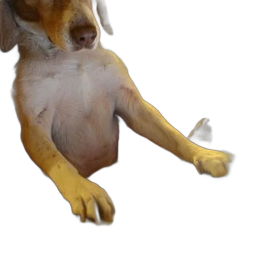 animal, staff, creature, shoes transparent PNG cut-out