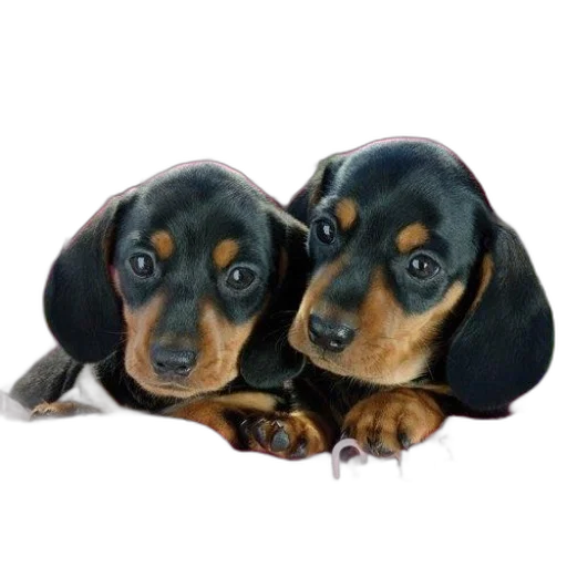 animal, photorealistic, 3d render, oil painting transparent PNG cut-out
