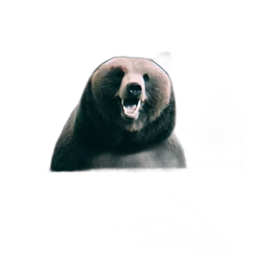 animal, creature, face, hat transparent PNG cut-out