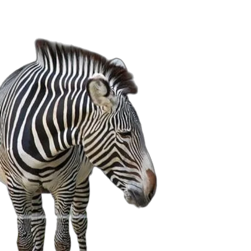 animal, creature, 3d render, photorealistic transparent PNG cut-out