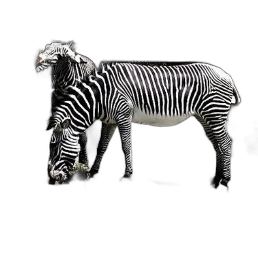 animal, creature, jewelry, staff transparent PNG cut-out