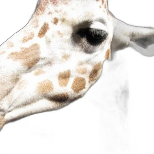 animal, mask, face, creature transparent PNG cut-out