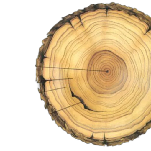 tree, crown, hair, furniture transparent PNG cut-out