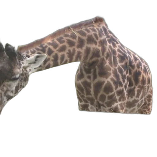shoes, animal, weapon, creature transparent PNG cut-out
